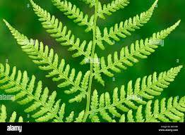 Attēlu rezultāti vaicājumam “Athyrium filix-femina”