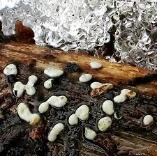 Attēlu rezultāti vaicājumam “Didymium difforme spores”