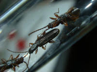 Attēlu rezultāti vaicājumam “Dendrophagus crenatus”