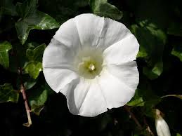 Attēlu rezultāti vaicājumam “Calystegia sepium fruit”