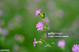 Attēlu rezultāti vaicājumam “Silene dioica flower”
