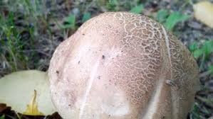 Attēlu rezultāti vaicājumam “Leccinum scabrum”