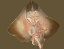 Image result for Raja radula