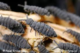 Attēlu rezultāti vaicājumam “Collembola”