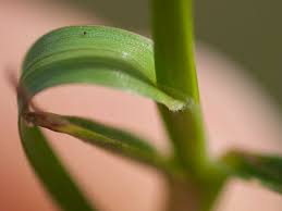 Attēlu rezultāti vaicājumam “Poa humilis”