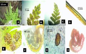 Attēlu rezultāti vaicājumam “Cystopteris fragilis”