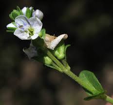 Attēlu rezultāti vaicājumam “Veronica serpyllifolia bud”