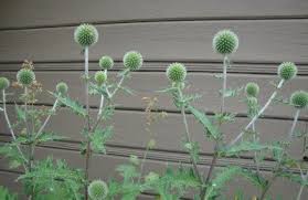 Image result for Echinops spaerocephalus
