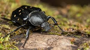 Attēlu rezultāti vaicājumam “Gnorimus variabilis”