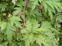 Attēlu rezultāti vaicājumam “Rubus nessensis leaf”