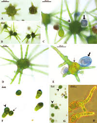 Attēlu rezultāti vaicājumam “Pleurocarpous mosses sporophyte”