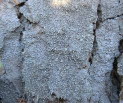 Attēlu rezultāti vaicājumam “Lecanactis abietina”