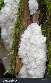 Attēlu rezultāti vaicājumam “Brefeldia maxima spores”