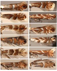 Attēlu rezultāti vaicājumam “Phyllonorycter sp.”