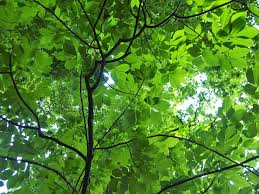 Attēlu rezultāti vaicājumam “Carya”