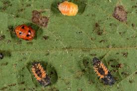 Attēlu rezultāti vaicājumam “Adalia bipunctata larva”