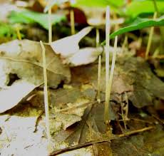 Attēlu rezultāti vaicājumam “Macrotyphula juncea”