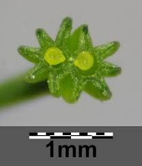 Attēlu rezultāti vaicājumam “Selinum carvifolia fruit”