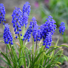 Attēlu rezultāti vaicājumam “Muscari botryoides flower”