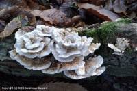 Attēlu rezultāti vaicājumam “Postia floriformis”