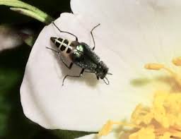 Attēlu rezultāti vaicājumam “Malachidae”