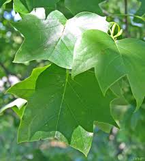 Attēlu rezultāti vaicājumam “Liriodendron tulipifera leaf”