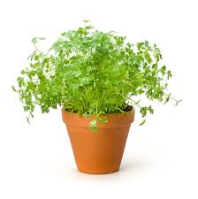 Image result for Chaerophyllum aureum