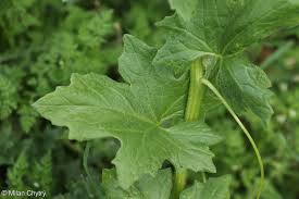 Attēlu rezultāti vaicājumam “Bryonia alba”