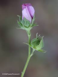 Image result for Malva alcea