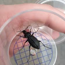 Attēlu rezultāti vaicājumam “Carabus granulatus”