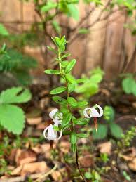 Attēlu rezultāti vaicājumam “Oxycoccus microcarpus leaf”