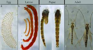 Attēlu rezultāti vaicājumam “Chironomidae larvae”