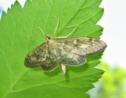 Attēlu rezultāti vaicājumam “Anacampsis blatariella”