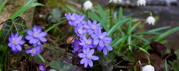 Attēlu rezultāti vaicājumam “Hepatica nobilis flower”