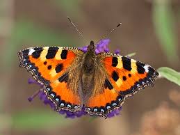 Attēlu rezultāti vaicājumam “Aglais urticae underside”