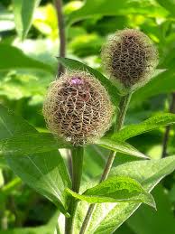 Attēlu rezultāti vaicājumam “Centaurea phrygia bud”