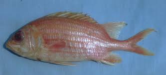 Image result for Holocentrus adscensionis