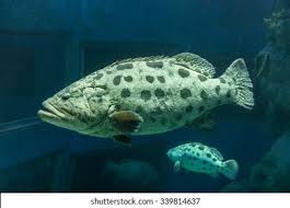 Image result for Epinephelus tukula