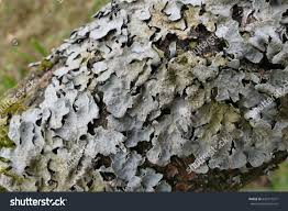 Attēlu rezultāti vaicājumam “Punctelia subrudecta”