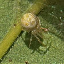 Attēlu rezultāti vaicājumam “Paidiscura pallens”