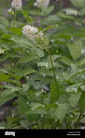 Image result for Christophskraut