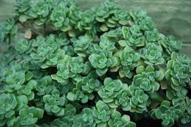 Image result for Aichryson