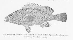 Image result for Epinephelus adscensionis