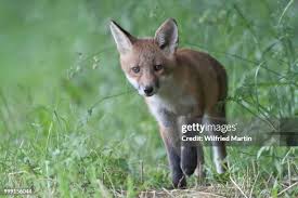 Attēlu rezultāti vaicājumam “Vulpes vulpes  juvenile”