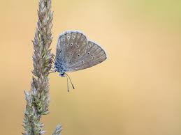 Attēlu rezultāti vaicājumam “Maculinea alcon female”