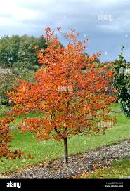 Attēlu rezultāti vaicājumam “Crataegus persimilis”