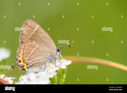 Attēlu rezultāti vaicājumam “Satyrium w-album underside”