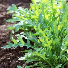 Attēlu rezultāti vaicājumam “Diplotaxis muralis fruit”