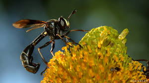 Attēlu rezultāti vaicājumam “Conopidae”