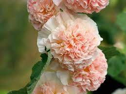 Image result for Alcea rosea `Appleblossom`
